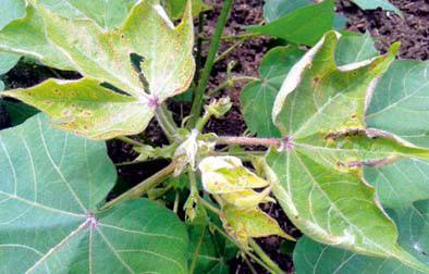 Bt copper sieve | बोंडअळीच्या आक्रमणाने बीटी कपाशीची चाळणी Bt copper sieve | बोंडअळीच्या आक्रमणाने बीटी कपाशीची चाळणी