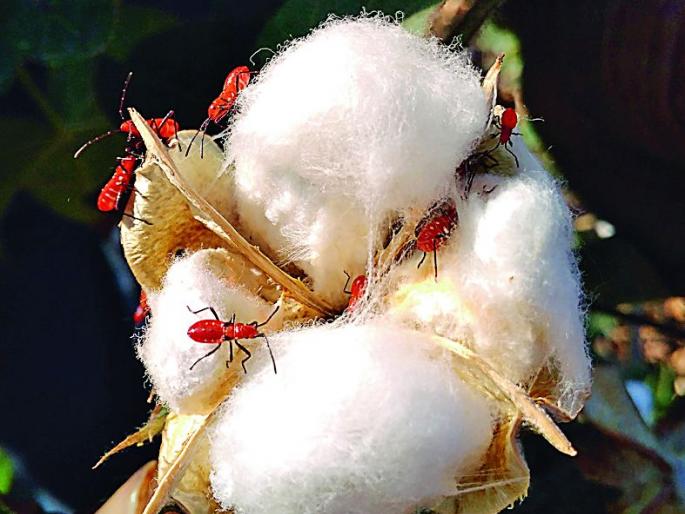 Now the attack on the Red Kshaku on Kaspashiv | आता कपाशीवर लाल ढेकुणाचे आक्रमण  Now the attack on the Red Kshaku on Kaspashiv | आता कपाशीवर लाल ढेकुणाचे आक्रमण