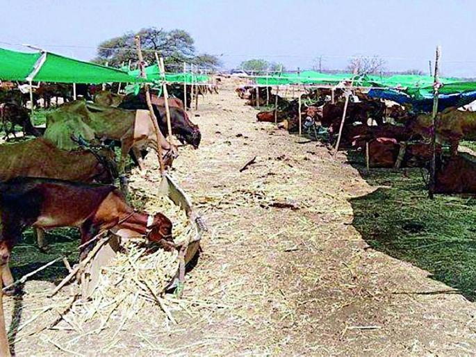 Approved the Feed Depot for Ashti | आष्टीसाठी चारा डेपो मंजूर