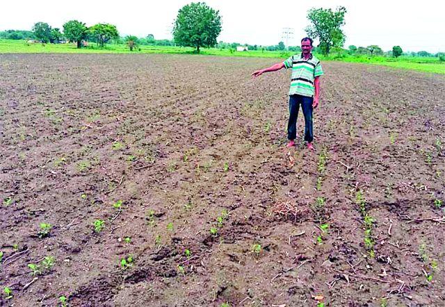 Soybean seeds do not grow | सोयाबीन बियाणे उगवलेच नाही