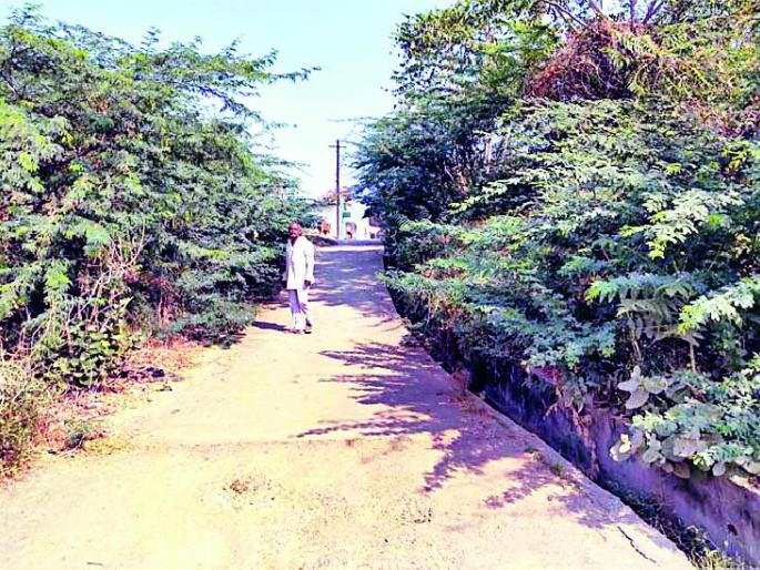 Traffic obstruction by road branches | रस्त्यावरील झाडांच्या फांद्यामुळे रहदारीस अडथळा