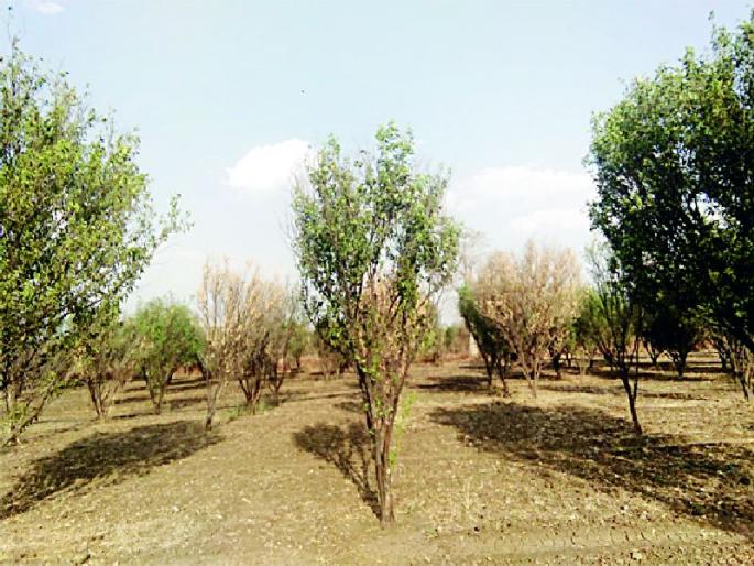 Fractures of sunburn due to water in the fountains | कारंजात पाण्याअभावी संत्राबागा कोमेजल्या Fractures of sunburn due to water in the fountains | कारंजात पाण्याअभावी संत्राबागा कोमेजल्या