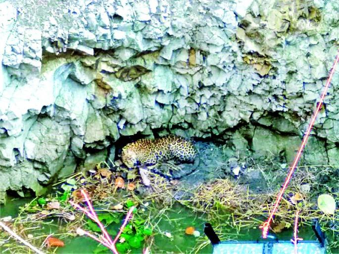 Livelihood lying in the well | विहिरीत पडलेल्या बिबट्याला जीवदान