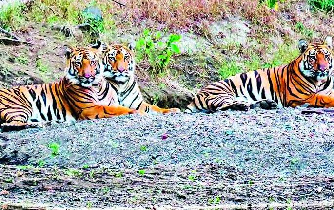 Tipeshwar Wildlife Sanctuary consists of 14 tigers | टिपेश्वर अभयारण्यात १४ वाघांचे वास्तव्य Tipeshwar Wildlife Sanctuary consists of 14 tigers | टिपेश्वर अभयारण्यात १४ वाघांचे वास्तव्य