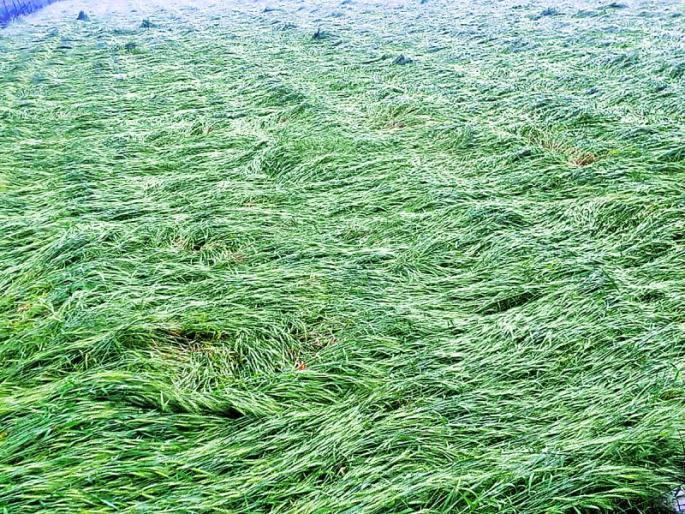 Unseasonal rains hit crops in Washim district | अवकाळी पावसाचा रब्बी पिकांना फटका Unseasonal rains hit crops in Washim district | अवकाळी पावसाचा रब्बी पिकांना फटका