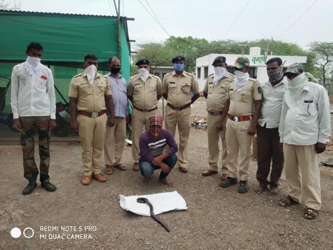 The two were arrested along with the forehead snake | मांडूळ सापासह दोघेजण ताब्यात The two were arrested along with the forehead snake | मांडूळ सापासह दोघेजण ताब्यात