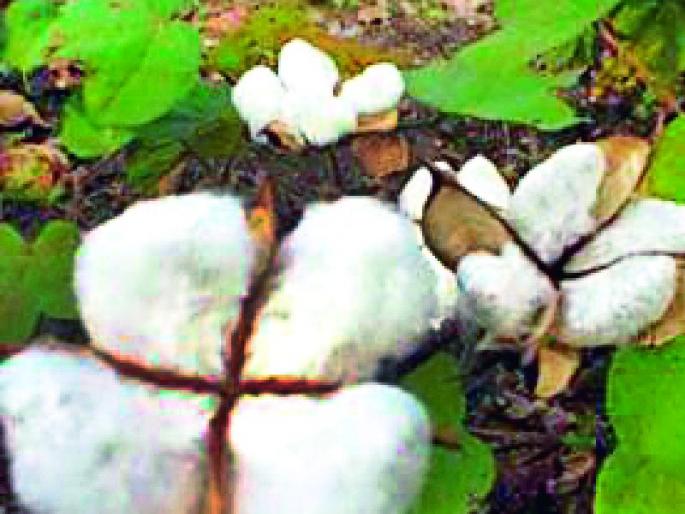This year, sowing of cotton will decrease | यंदा कपाशीचा पेरा घटणार This year, sowing of cotton will decrease | यंदा कपाशीचा पेरा घटणार