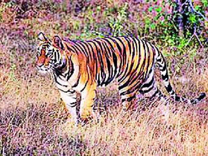 The mystery of the tiger's scope in the village | खेड्यात वाघाच्या दहशतीचे गूढ The mystery of the tiger's scope in the village | खेड्यात वाघाच्या दहशतीचे गूढ