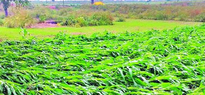 Early rains hit Rabi, crops threatened | अवकाळी पावसाचा रबीला तडाखा, पिके धोक्यात