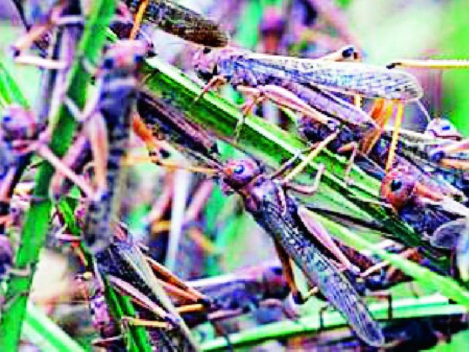 Be vigilant to prevent potential locusts | संभाव्य टोळधाड रोखण्यासाठी सतर्क रहा Be vigilant to prevent potential locusts | संभाव्य टोळधाड रोखण्यासाठी सतर्क रहा