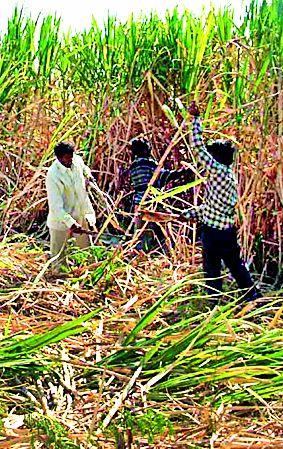 The contest of sugarcane crushing ran out | ऊस पळवापळवीची स्पर्धा संपली The contest of sugarcane crushing ran out | ऊस पळवापळवीची स्पर्धा संपली