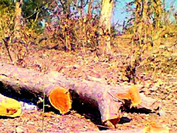 The 'APCCF' Mandeni prevented the spot wizard | ‘एपीसीसीएफ’ मंडेंनी स्पॉट व्हिजीट टाळली The 'APCCF' Mandeni prevented the spot wizard | ‘एपीसीसीएफ’ मंडेंनी स्पॉट व्हिजीट टाळली