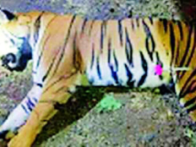 Avni Tigress calf missing! | अवनी वाघिणीचा बछडा बेपत्ताच ! Avni Tigress calf missing! | अवनी वाघिणीचा बछडा बेपत्ताच !