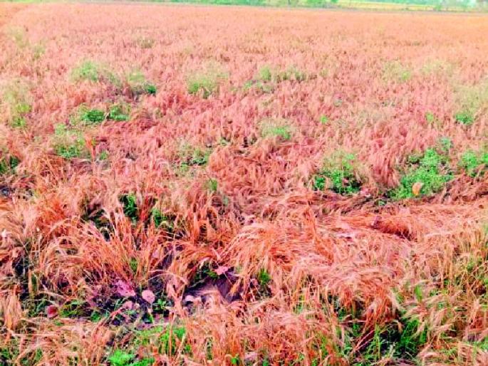 313 hectares of crops destroyed in Pusad taluka | पुसद तालुक्यात ३१३ हेक्टरवरील पिके उद्ध्वस्त 313 hectares of crops destroyed in Pusad taluka | पुसद तालुक्यात ३१३ हेक्टरवरील पिके उद्ध्वस्त