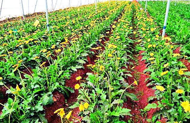 Engineer Youth's Profitable Farm | अभियंता तरुणाने नफ्यात आणली शेती