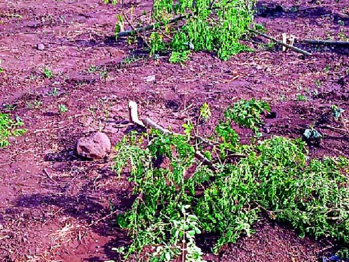 Destroyed agriculture by women | महिलांनी कष्टाने उभी केलेली शेती उद्ध्वस्त Destroyed agriculture by women | महिलांनी कष्टाने उभी केलेली शेती उद्ध्वस्त