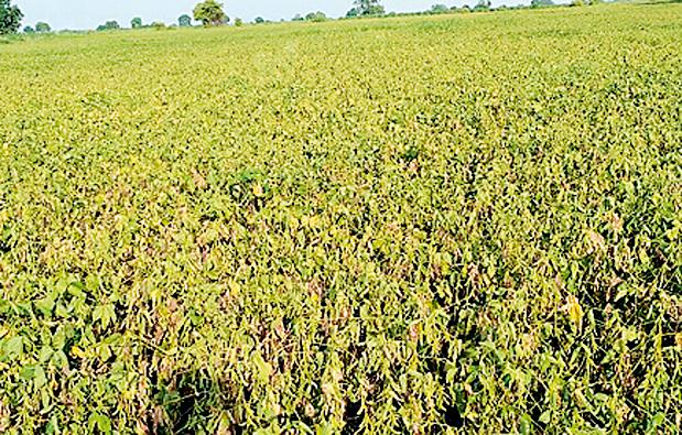 Eye peak money 63 percent | नजर पीक पैसेवारी ६३ टक्के Eye peak money 63 percent | नजर पीक पैसेवारी ६३ टक्के