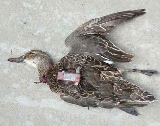 Pakistani spy bird were killed by local birds in bihar | पाकिस्तानसाठी हेरगिरी करणाऱ्या पक्ष्याला स्थानिक पक्ष्यांनी मारले Pakistani spy bird were killed by local birds in bihar | पाकिस्तानसाठी हेरगिरी करणाऱ्या पक्ष्याला स्थानिक पक्ष्यांनी मारले