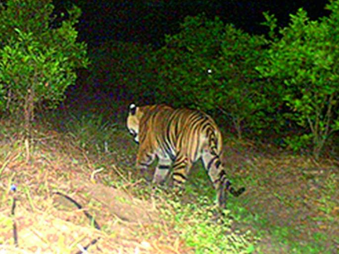 Lack of coordination is an obstacle in identifying the tiger | वाघाची ओळख पटविण्यासाठी ‘समन्वयाचा अभाव’ ठरतोय अडथळा