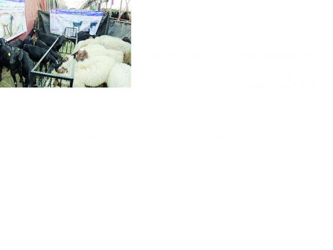 A goat avoids the death of a farmer ..! | एक शेळी शेतकऱ्याचे मरण टाळते..! A goat avoids the death of a farmer ..! | एक शेळी शेतकऱ्याचे मरण टाळते..!