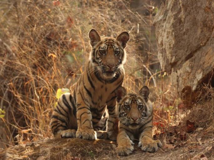 Forest tourism starts from October? The district ban has lifted hopes | ऑक्टोबरपासून वन पर्यटन सुरू? जिल्हाबंदी उठल्याने आशा पल्लवित Forest tourism starts from October? The district ban has lifted hopes | ऑक्टोबरपासून वन पर्यटन सुरू? जिल्हाबंदी उठल्याने आशा पल्लवित