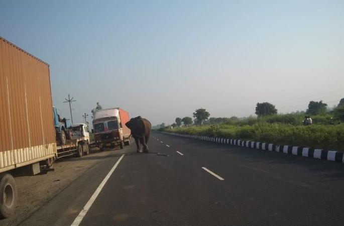elephant hits Nagpur-Hyderabad highway; Woman killed, one injured | सैराट झालेल्या हत्तीमुळे नागपूर-हैदराबाद महामार्गावर पळापळ; महिला ठार, एक जखमी elephant hits Nagpur-Hyderabad highway; Woman killed, one injured | सैराट झालेल्या हत्तीमुळे नागपूर-हैदराबाद महामार्गावर पळापळ; महिला ठार, एक जखमी