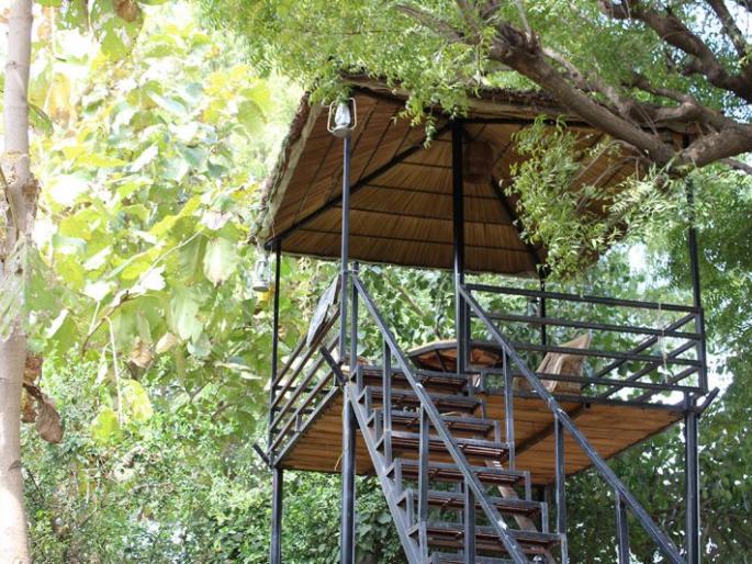 Starting of Machan Tourism in Tadoba Tiger Project | ताडोबा व्याघ्र प्रकल्पात मचाण पर्यटनाला सुरूवात Starting of Machan Tourism in Tadoba Tiger Project | ताडोबा व्याघ्र प्रकल्पात मचाण पर्यटनाला सुरूवात