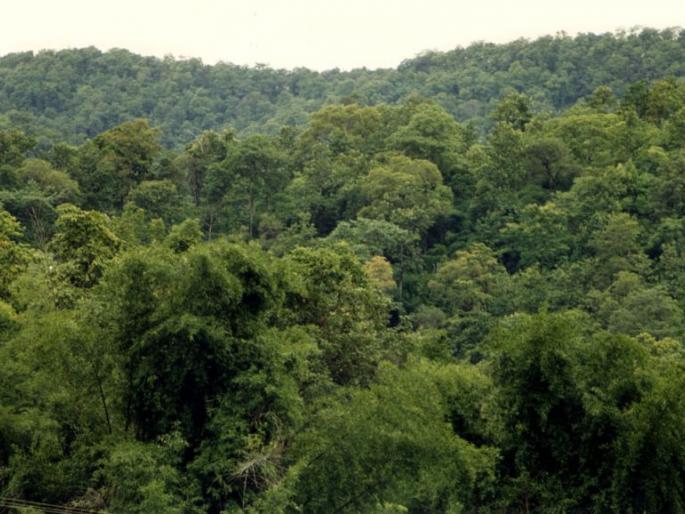 of 84, 486 hectares land will be declared as the forest area in Vidarbha | विदर्भातील ८४ हजार ४८६ हेक्टर जमीन वनक्षेत्र घोषित होणार