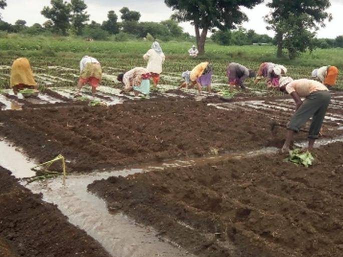 Onion cultivation in difficulty due to lack of electricity | विजेअभावी कांदा लागवड अडचणीत Onion cultivation in difficulty due to lack of electricity | विजेअभावी कांदा लागवड अडचणीत