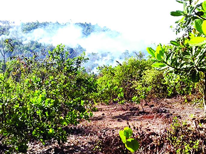 250 pieces of cashew nuts burned in Dinge | डिंगणे येथील २५० काजू कलमे जळून खाक 250 pieces of cashew nuts burned in Dinge | डिंगणे येथील २५० काजू कलमे जळून खाक