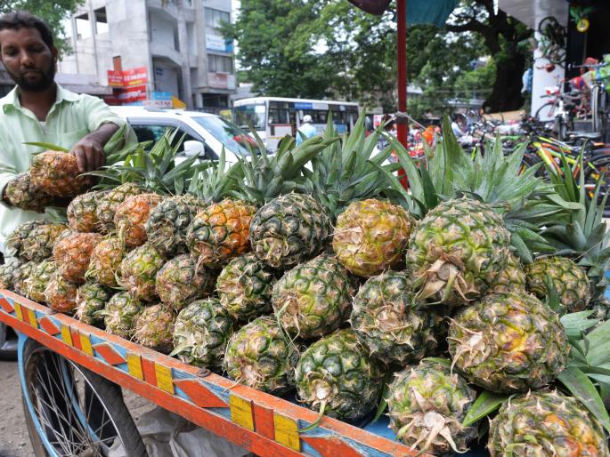 Kolhapur: sugar, vegetable rose, stagnant pulse price, pineapple arrival in the fruit market | कोल्हापूर : साखर, भाजीपाला वधारला, कडधान्याचे दर स्थिर, फळबाजारात अननसांची आवक Kolhapur: sugar, vegetable rose, stagnant pulse price, pineapple arrival in the fruit market | कोल्हापूर : साखर, भाजीपाला वधारला, कडधान्याचे दर स्थिर, फळबाजारात अननसांची आवक