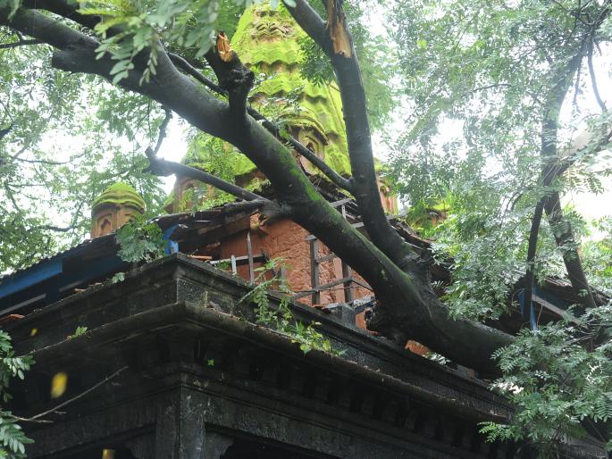 Tree fell on historic Shivaji temple in Kolhapur, damage to temple | कोल्हापूरात ऐतिहासिक शिवाजी मंदिरावर झाड कोसळले, मंदिराचे नुकसान Tree fell on historic Shivaji temple in Kolhapur, damage to temple | कोल्हापूरात ऐतिहासिक शिवाजी मंदिरावर झाड कोसळले, मंदिराचे नुकसान