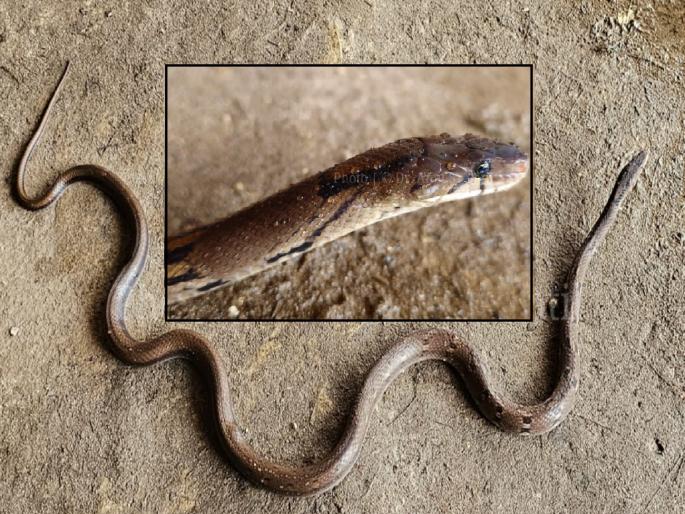 A rare Montane Smuggler snake found in Gaganbavada | Kolhapur: गगनबावड्यात आढळला दुर्मीळ ‘मॉण्टेनचा तस्कर’ साप, आर. आर. आबांच्या भाच्याने लावला शोध A rare Montane Smuggler snake found in Gaganbavada | Kolhapur: गगनबावड्यात आढळला दुर्मीळ ‘मॉण्टेनचा तस्कर’ साप, आर. आर. आबांच्या भाच्याने लावला शोध