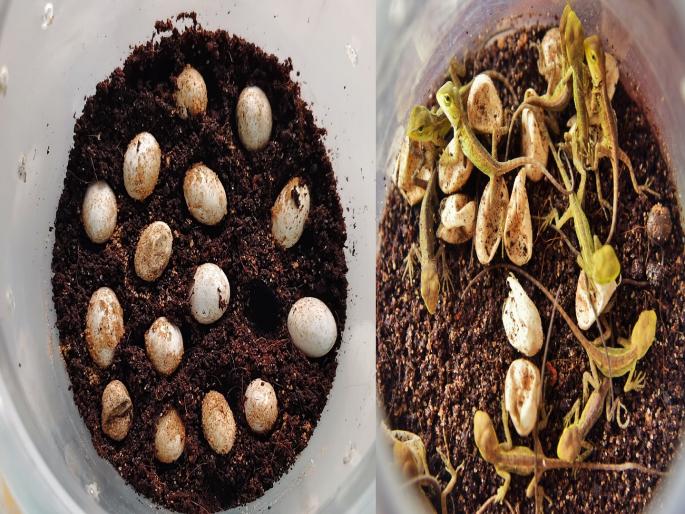 An artificial habitat was created and after twelve days thirteen baby garden lizards were born | Kolhapur: कृत्रिम अधिवासातून ‘गार्डन लिझार्ड’च्या पिल्लांचा जन्म, ‘बरणीत’ उबवली अंडी