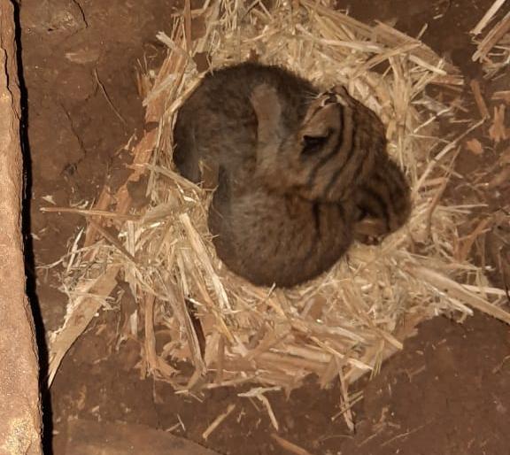 The far-flung Waghati pup is finally in the mother's arms | दुरावलेली वाघाटीची पिल्ली अखेर आईच्या कुशीत The far-flung Waghati pup is finally in the mother's arms | दुरावलेली वाघाटीची पिल्ली अखेर आईच्या कुशीत