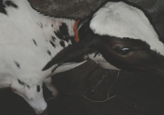 Attack on the calf with a nibble | बिबट्याने केला वासरावर हल्ला Attack on the calf with a nibble | बिबट्याने केला वासरावर हल्ला