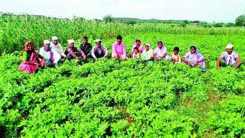 In the redfish stuck in the tribal lands | आदिवासींच्या जमिनी अडकल्या लालफितीत In the redfish stuck in the tribal lands | आदिवासींच्या जमिनी अडकल्या लालफितीत