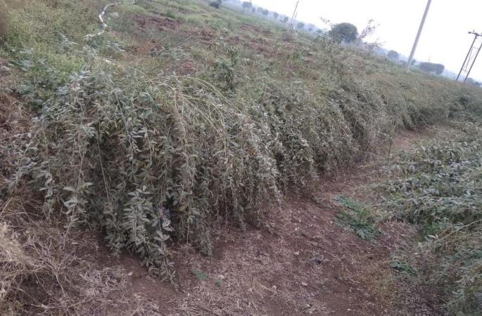 Unseasonal rains hit crops in Akola district | अवकाळी पावसाचा पिकांना फटका Unseasonal rains hit crops in Akola district | अवकाळी पावसाचा पिकांना फटका