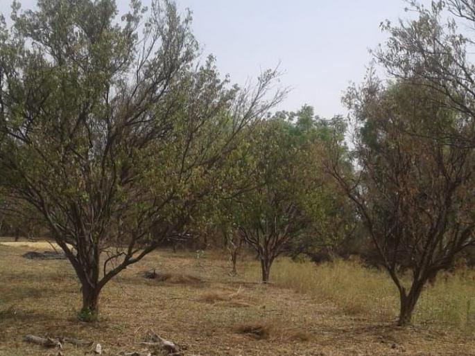 Ground water levels fall; irrigation farming become dry | भूजल पातळीत मोठी घट; ओलिताची शेती होतेय कोरडवाहू!