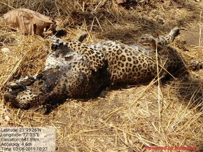 Leopard found dead in the  Melghat Tiger project | मेळघाट व्याघ्र प्रकल्पातील बिबट मृतावस्थेत आढळला! Leopard found dead in the  Melghat Tiger project | मेळघाट व्याघ्र प्रकल्पातील बिबट मृतावस्थेत आढळला!