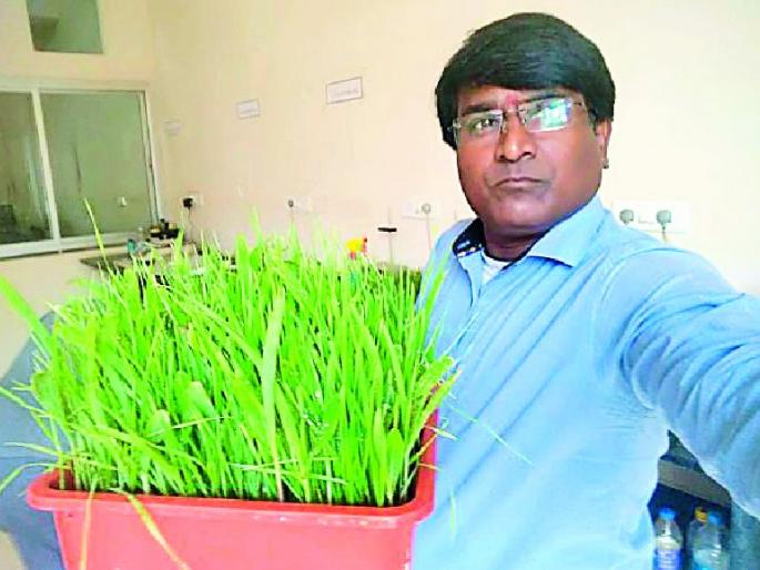 Two kg of fodder from 100 gm seeds | १०० ग्रॅम बियाण्यांपासून दोन किलो चारा Two kg of fodder from 100 gm seeds | १०० ग्रॅम बियाण्यांपासून दोन किलो चारा