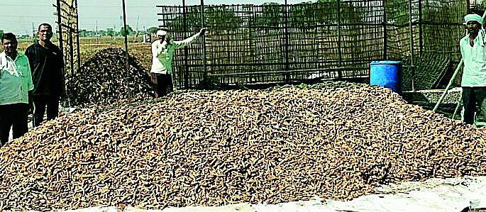 Salted turmeric has made the farmer rich | खारपाणपट्ट्यात हळदीने केले शेतकऱ्याला समृद्ध Salted turmeric has made the farmer rich | खारपाणपट्ट्यात हळदीने केले शेतकऱ्याला समृद्ध
