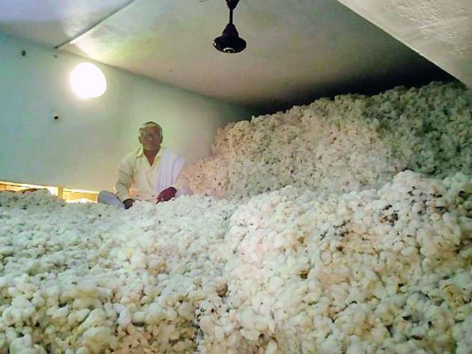 Billions of cash crops are not valued! | कोट्यवधींच्या ‘कॅश क्रॉप’ला मोल मिळेना! Billions of cash crops are not valued! | कोट्यवधींच्या ‘कॅश क्रॉप’ला मोल मिळेना!