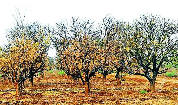 -Last lakhs of orange trees were read | -तर वाचली असती लाखभर संत्राझाडे -Last lakhs of orange trees were read | -तर वाचली असती लाखभर संत्राझाडे