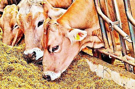 Hunger hunger hungry | पशुधनाची भूक वाळलेल्या चाऱ्यावर