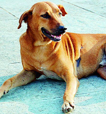 Nettle proof of dog brewing | श्वान निर्बीजीकरण निव्वळ कागदोपत्री