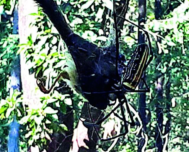 'She' devchimane katini three weeks' food | ‘ती’ देवचिमणी कातिणीचे तीन आठवड्यांचे खाद्य
