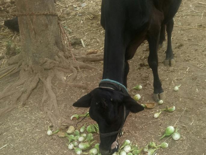 corona in satara- Coronation damages farmers, the loss of farmers | corona in satara-कोरोनामुळे वांगी जनावरांच्या दावणीला, शेतकऱ्यांचे नुकसान corona in satara- Coronation damages farmers, the loss of farmers | corona in satara-कोरोनामुळे वांगी जनावरांच्या दावणीला, शेतकऱ्यांचे नुकसान