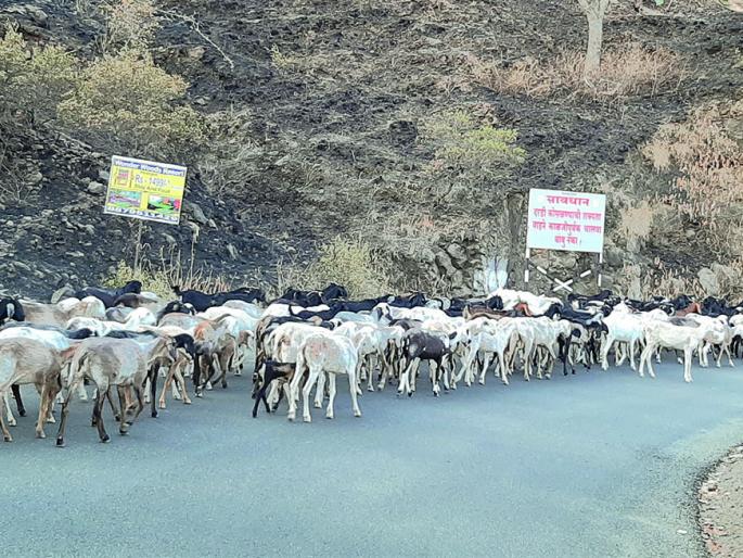 Transplantation of shepherds in Konkan due to increase in fodder-water scarcity | चारा-पाण्याचे दुर्भिक्ष वाढल्याने मेंढपाळांचे कोकणात स्थलांतर Transplantation of shepherds in Konkan due to increase in fodder-water scarcity | चारा-पाण्याचे दुर्भिक्ष वाढल्याने मेंढपाळांचे कोकणात स्थलांतर