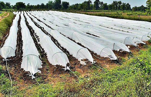 In Lakhani taluka, the paddy manufacturers are turning to experimental farming | लाखनी तालुक्यात धान उत्पादक वळतोय प्रयोगशील शेतीकडे